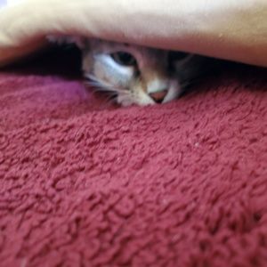 Meet your Posher, Dena